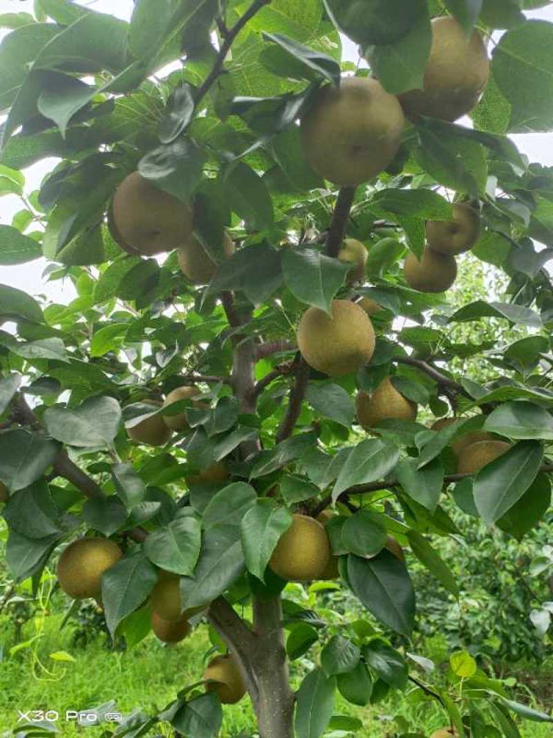梨/黄梨/翠冠梨/甜度高汁水足/湖北襄阳产地直销对接全国