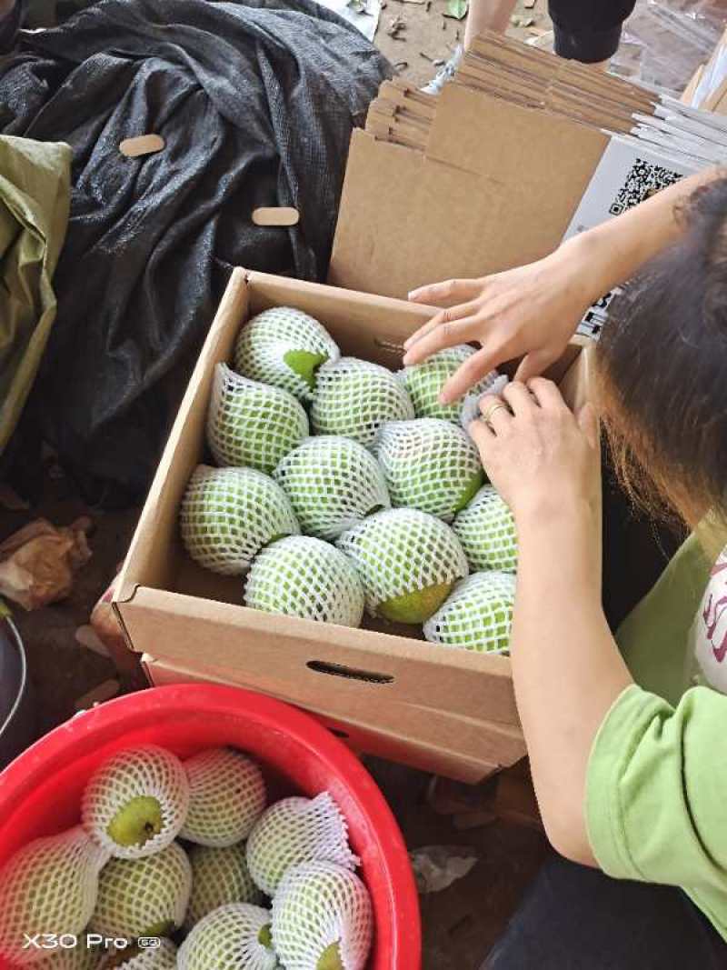 梨/黄梨/翠冠梨/甜度高汁水足/湖北襄阳产地直销对接全国