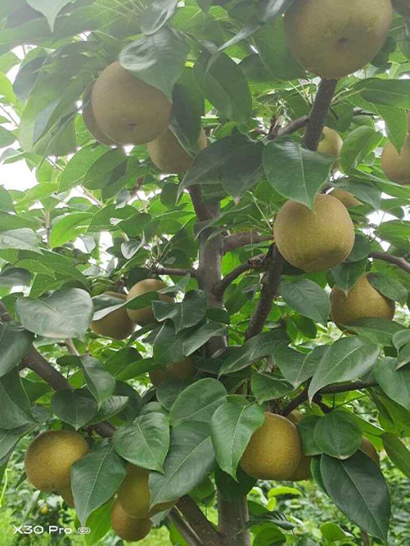 梨/黄梨/翠冠梨/甜度高汁水足/湖北襄阳产地直销对接全国