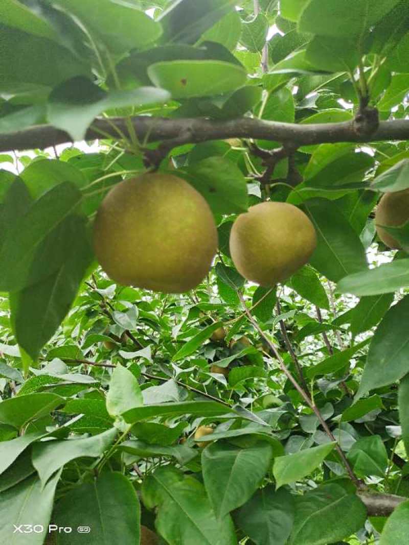 梨/黄梨/翠冠梨/甜度高汁水足/湖北襄阳产地直销对接全国