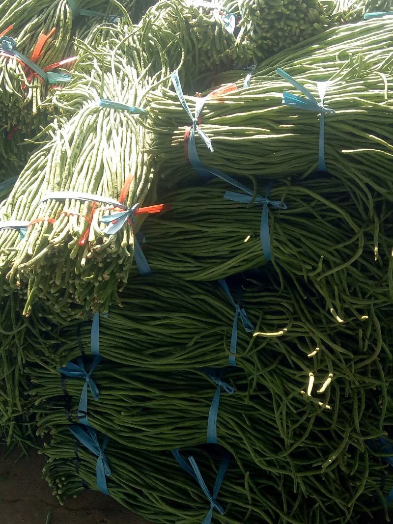 精品长豆角，质量好，价格低