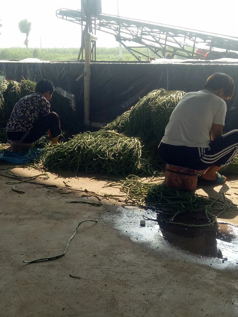 精品长豆角，质量好，价格低