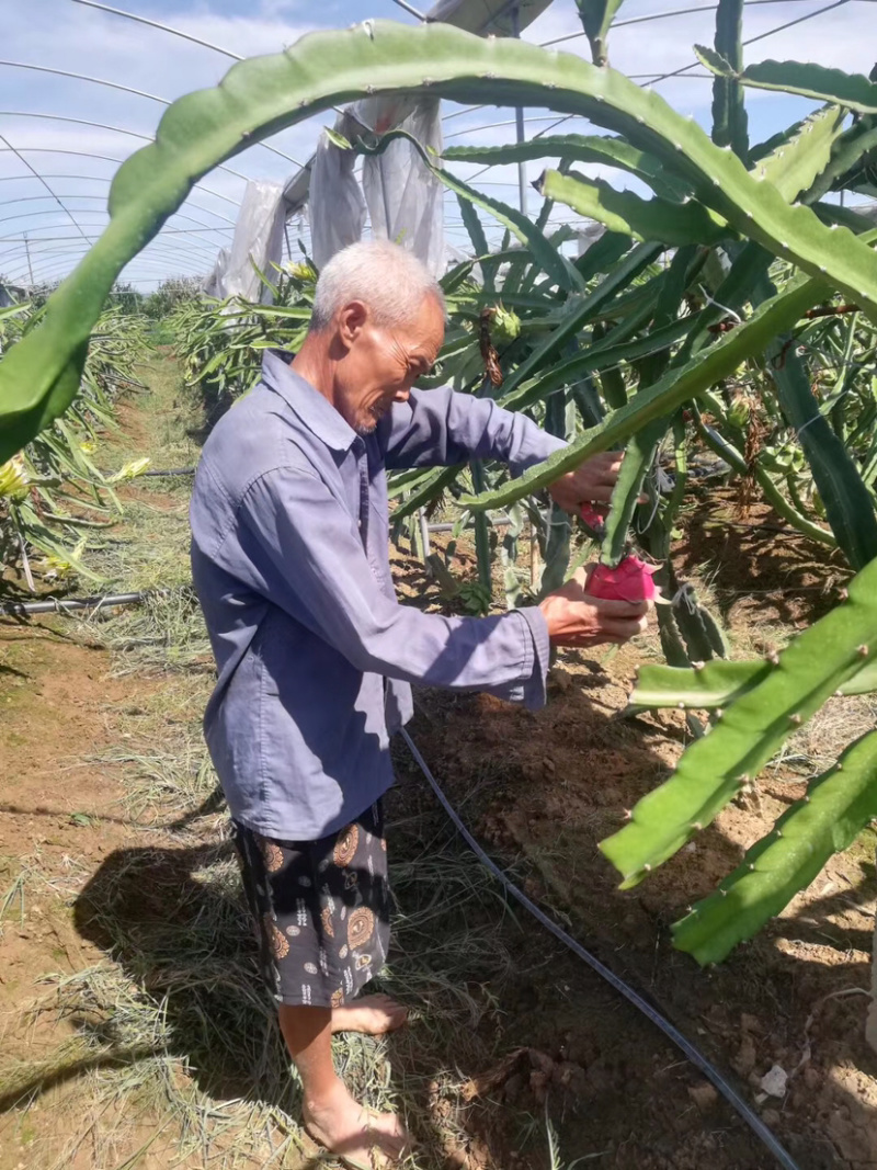 自家果园的新鲜火龙果出售现摘现卖保证新鲜口感好