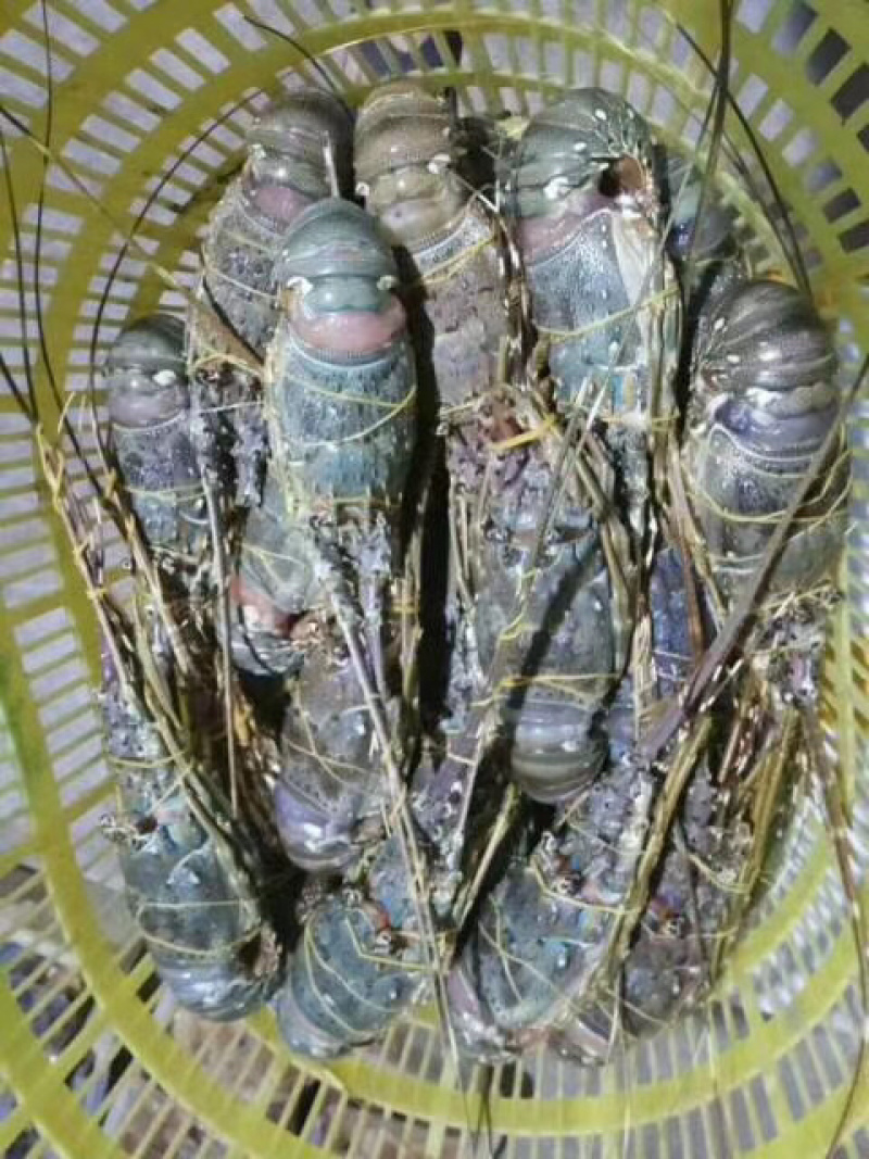 高端食材龙虾刺身酒席龙虾，个个鲜美，
