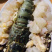 高端食材龙虾刺身酒席龙虾，个个鲜美，