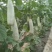 【惊爆】羊角蜜甜瓜河南滑县万亩甜瓜基地，代发全国