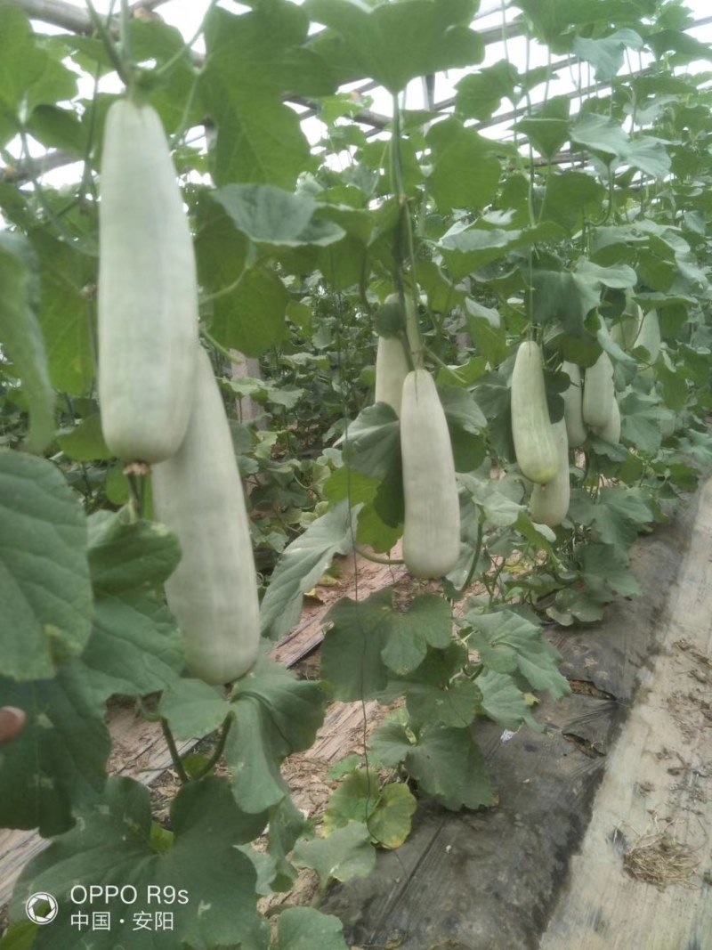 【惊爆】羊角蜜甜瓜河南滑县万亩甜瓜基地，代发全国