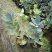 四季茶花盆栽山茶花茶花四季杜鹃花四季茶花基地直发四季桂花