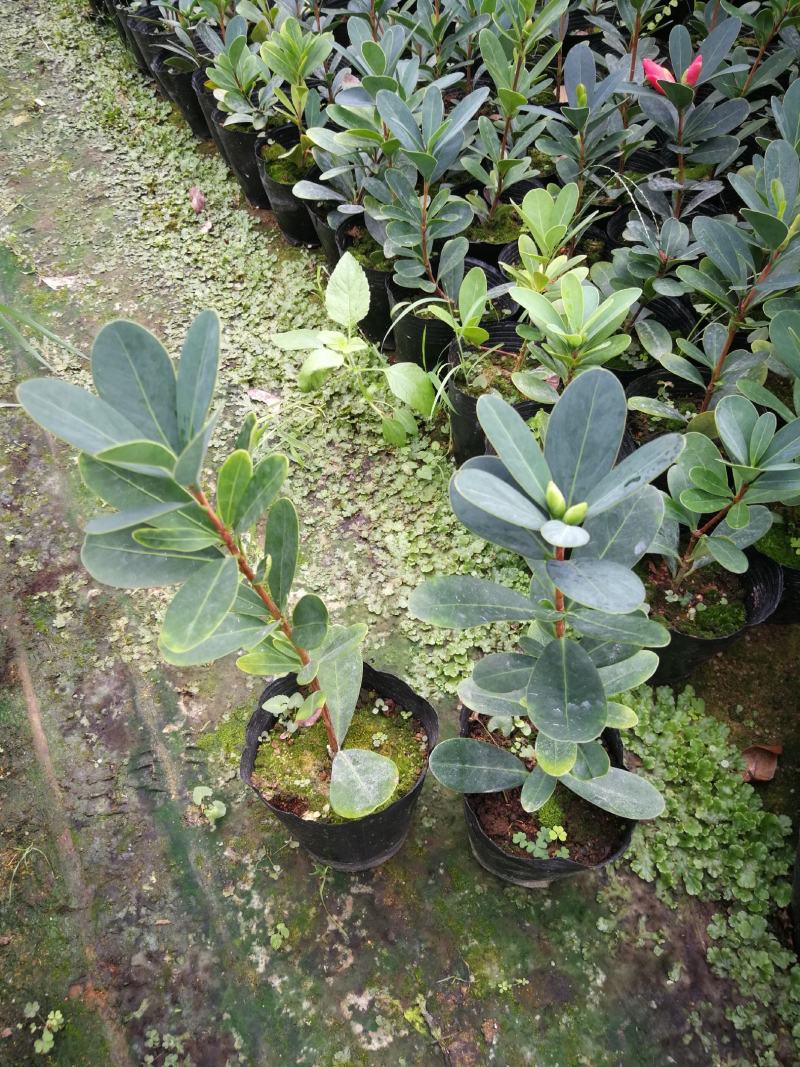 四季茶花盆栽山茶花茶花四季杜鹃花四季茶花基地直发四季桂花