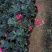 四季茶花盆栽山茶花茶花四季杜鹃花四季茶花基地直发四季桂花
