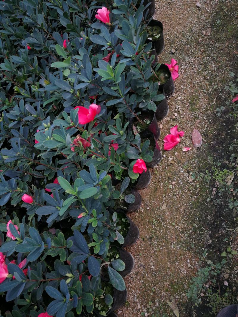 四季茶花盆栽山茶花茶花四季杜鹃花四季茶花基地直发四季桂花
