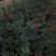 四季茶花盆栽山茶花茶花四季杜鹃花四季茶花基地直发四季桂花