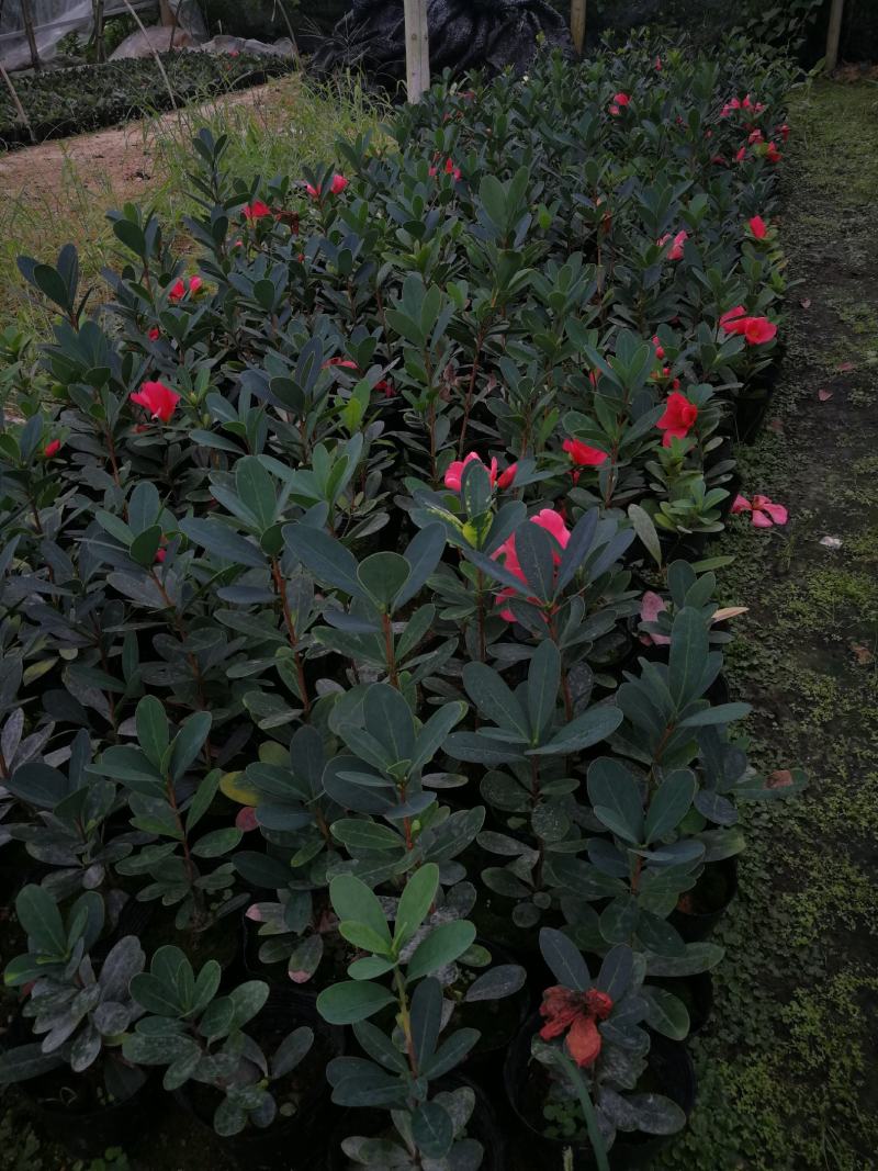 四季茶花盆栽山茶花茶花四季杜鹃花四季茶花基地直发四季桂花