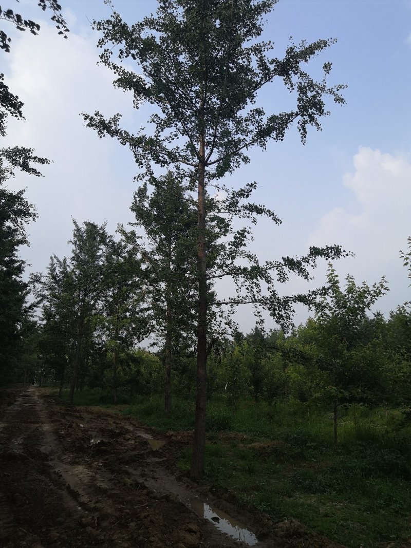 银杏树一手产地一手货场地直发