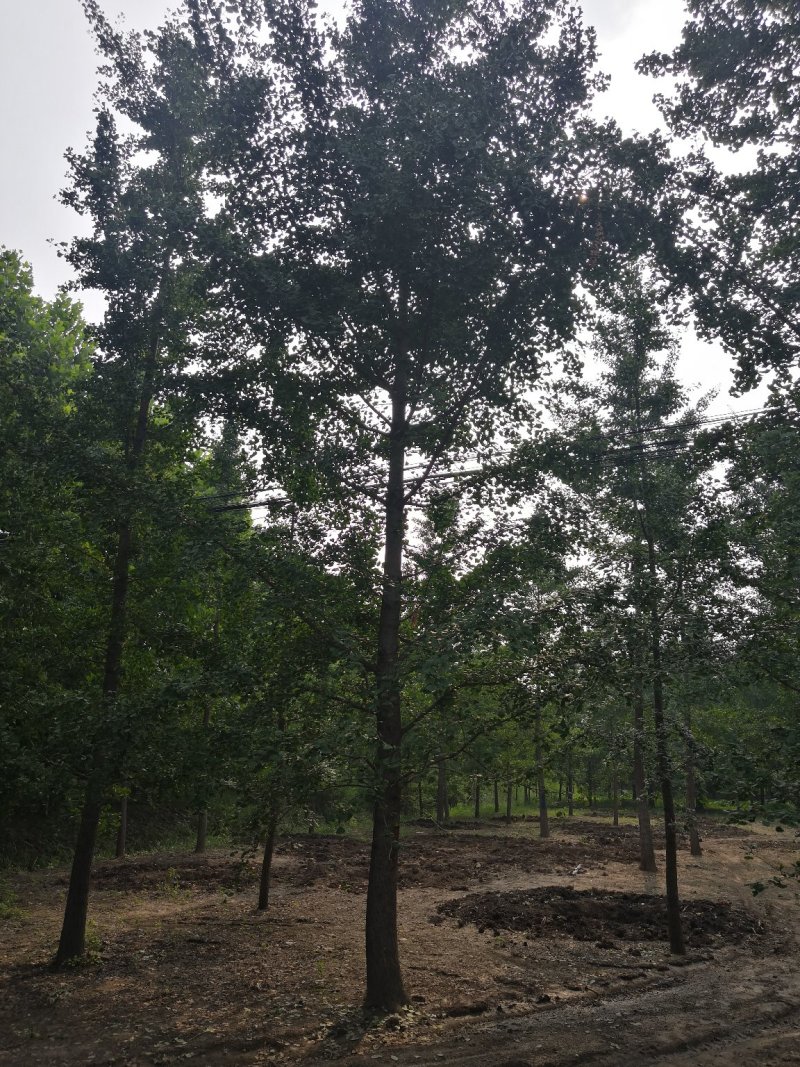 银杏树一手产地一手货场地直发