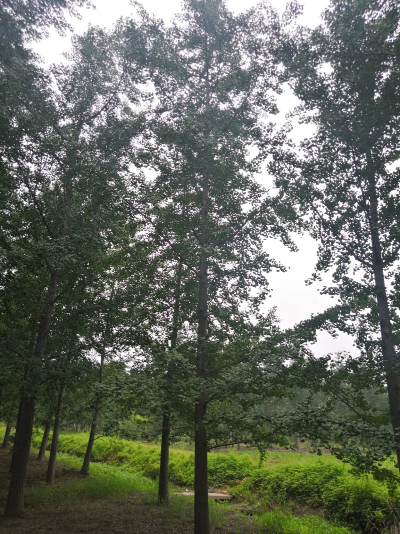 银杏树一手产地一手货场地直发