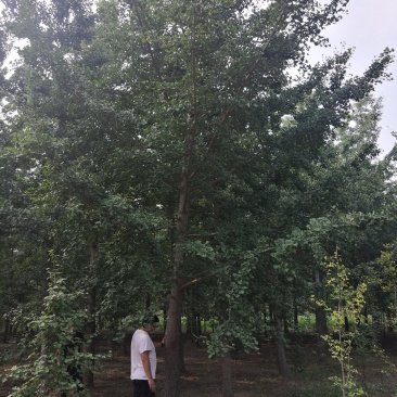 银杏树一手产地一手货场地直发