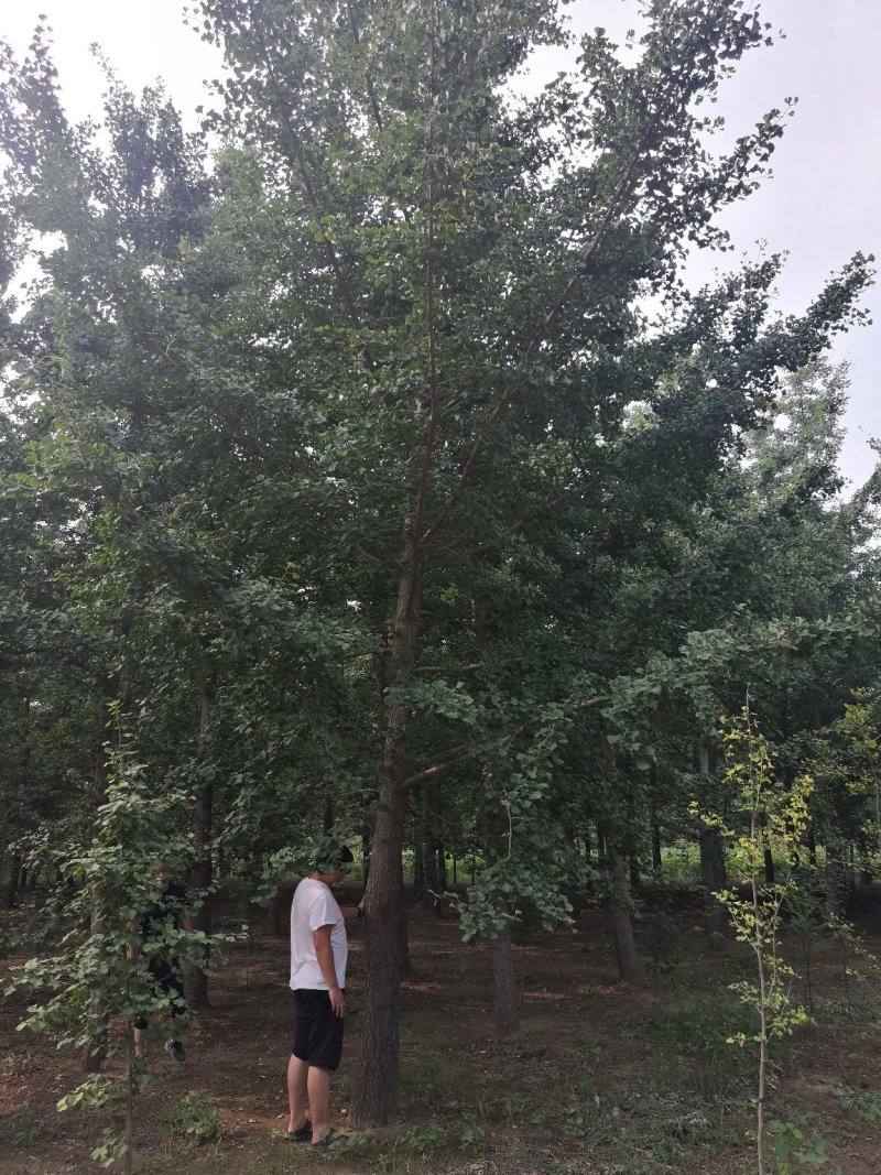 银杏树一手产地一手货场地直发