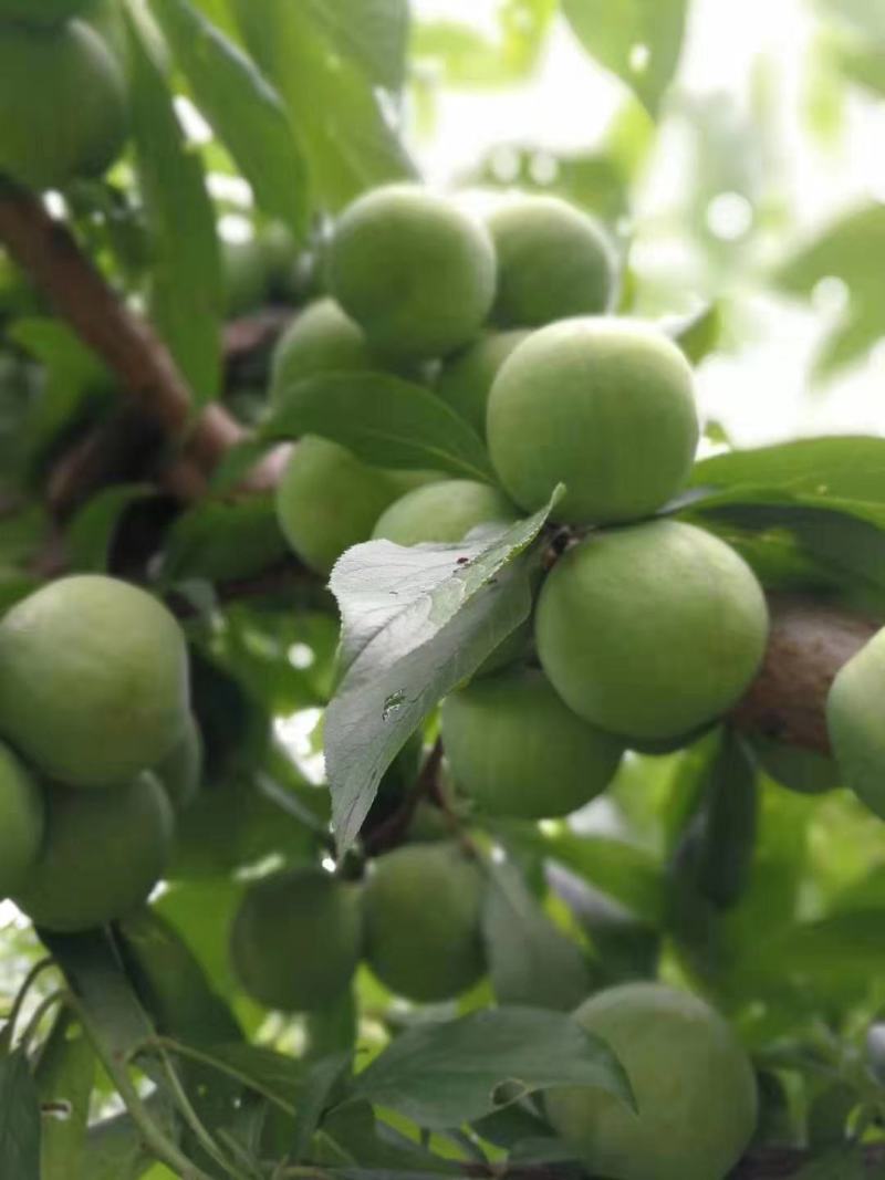 茂县青脆李子大量上市了
