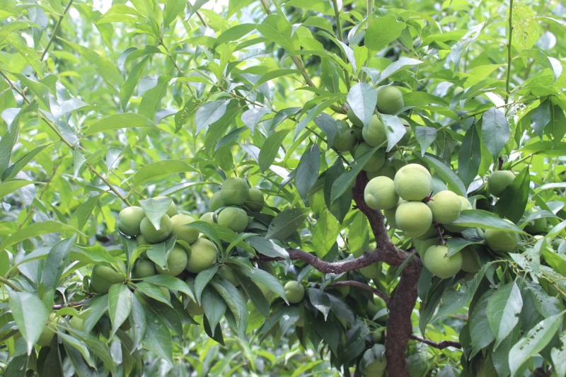 茂县青脆李子大量上市了
