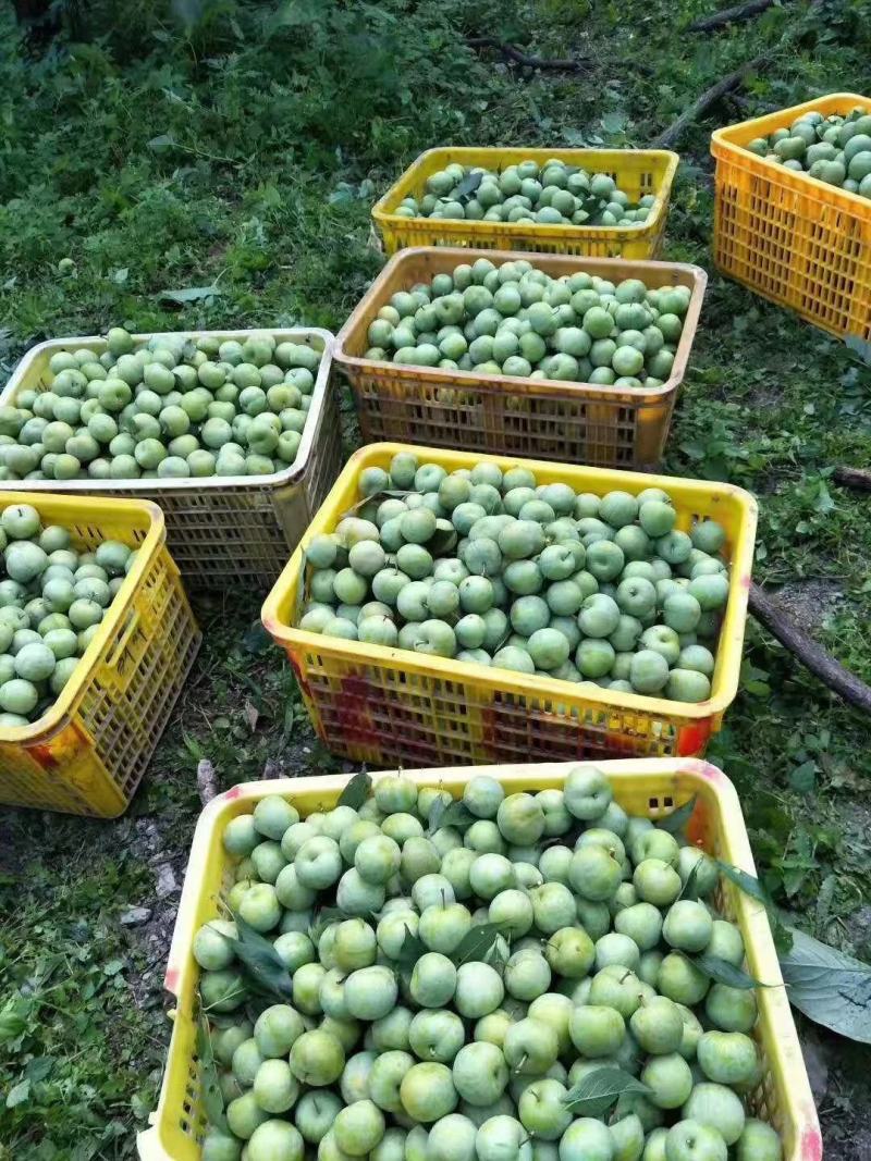 茂县青脆李子大量上市了