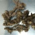 淫羊藿头，今年全干新货