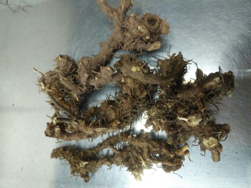 淫羊藿头，今年全干新货