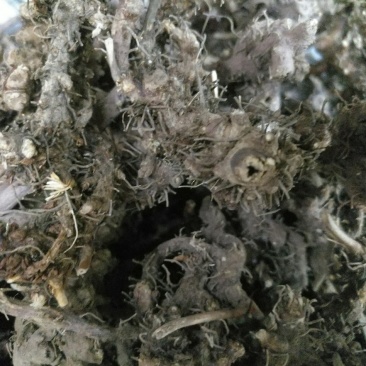 淫羊藿头，今年全干新货