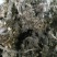 淫羊藿头，今年全干新货