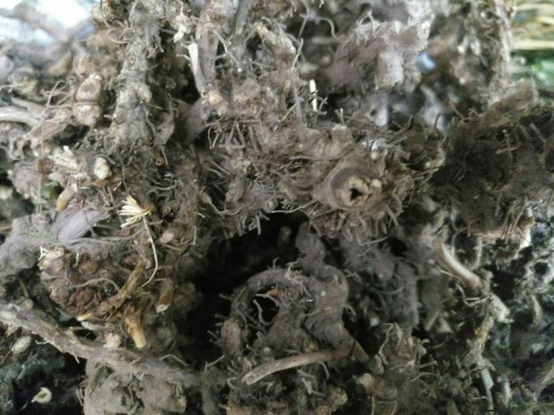 淫羊藿头，今年全干新货