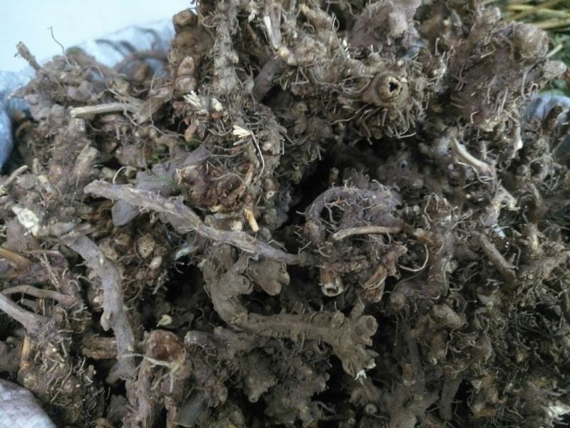 淫羊藿头，今年全干新货