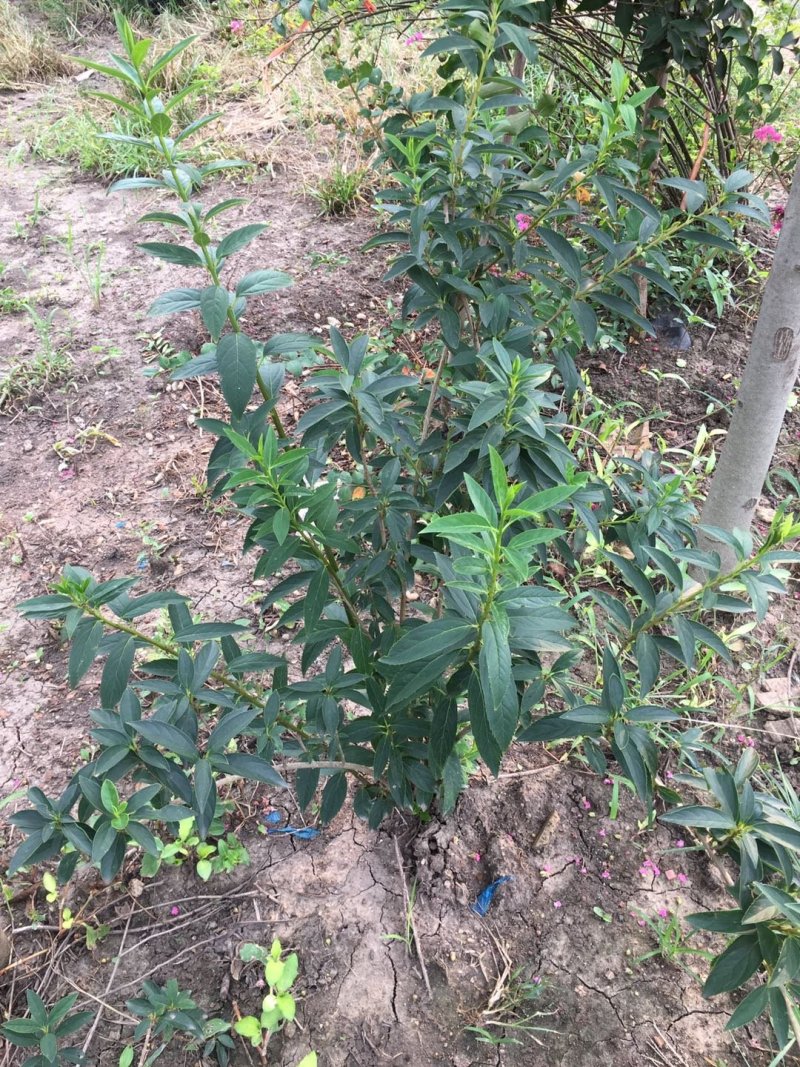 丛生连翘，地苗，，杯苗，量大供应