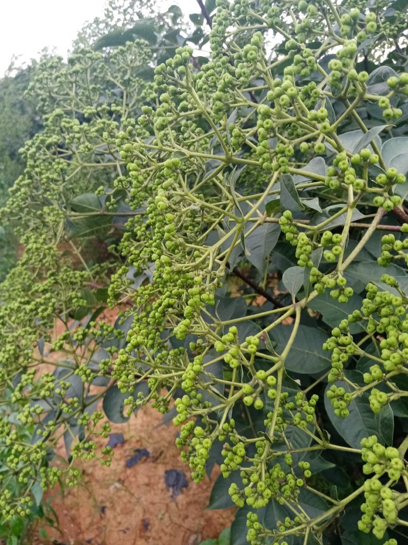 江西樟树市中花吴茱萸干货（纯青色颗粒饱满均匀有货）