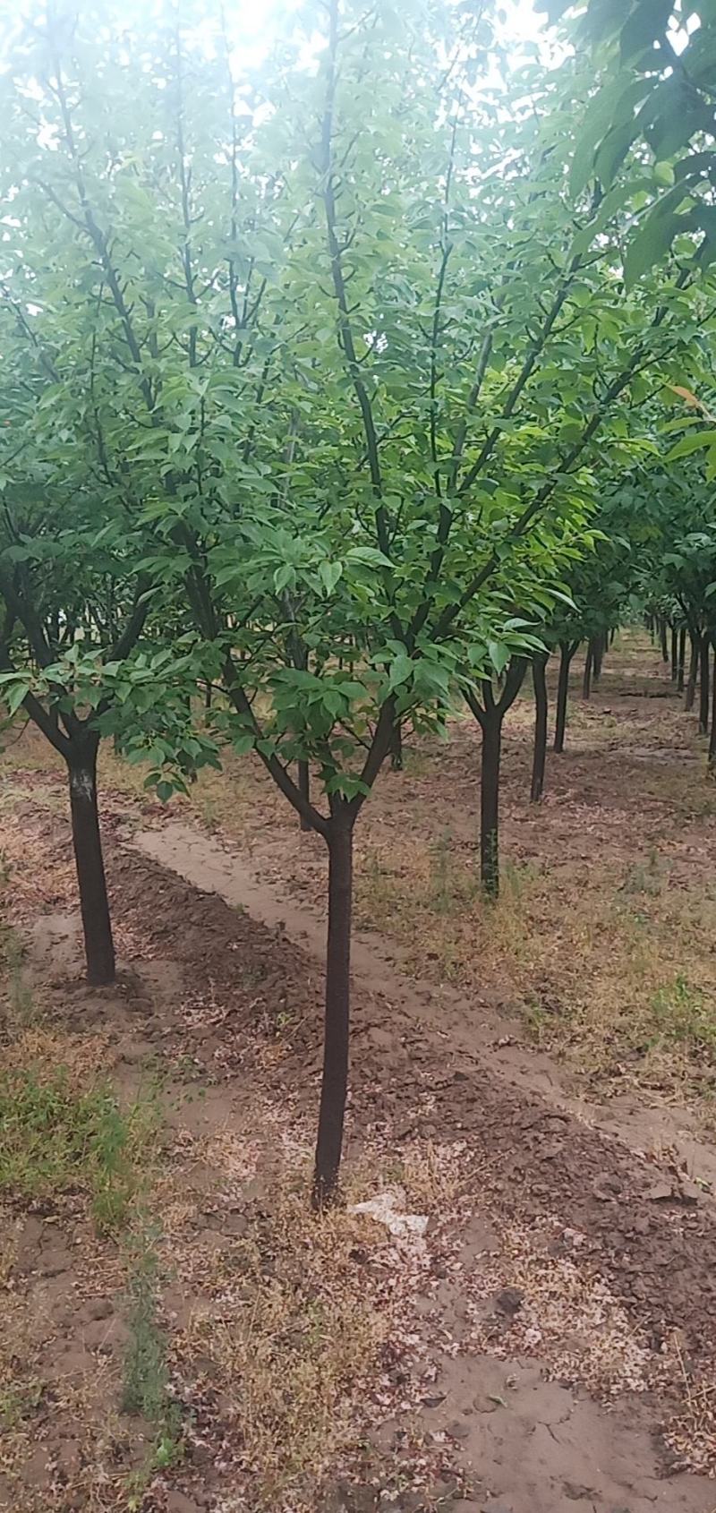 樱桃树苗，山西樱桃苗，车厘子大樱桃苗包成活包技术指导