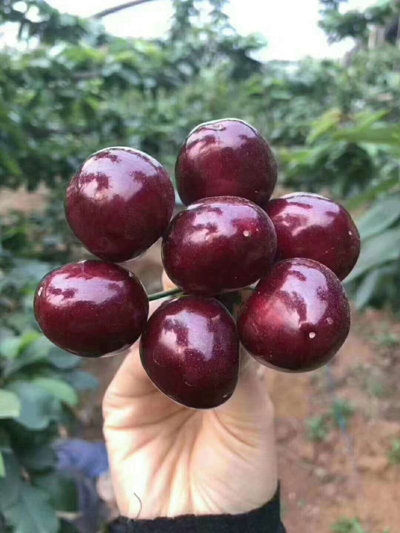 樱桃树苗，山西樱桃苗，车厘子大樱桃苗包成活包技术指导