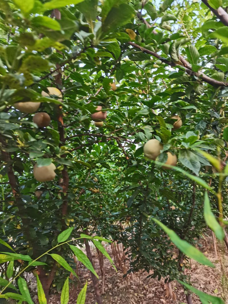 正宗红富士苹果苗美八水果苗烟富10烟富6烟富3基地直销