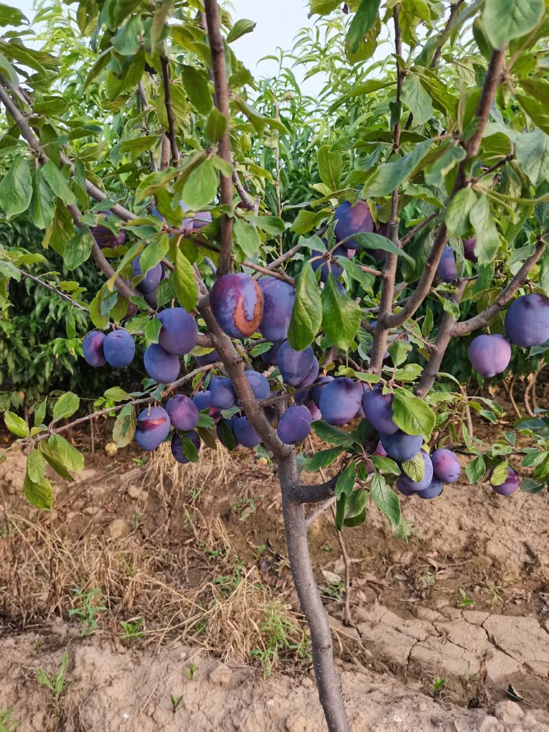 正宗红富士苹果苗美八水果苗烟富10烟富6烟富3基地直销