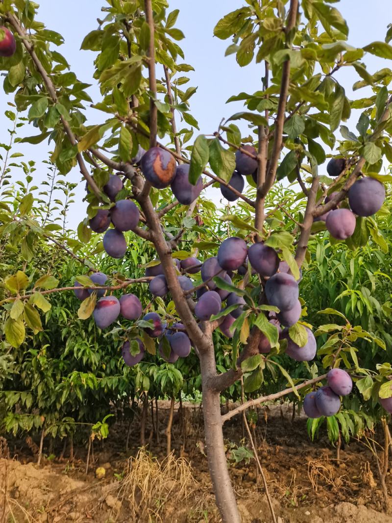 正宗红富士苹果苗美八水果苗烟富10烟富6烟富3基地直销