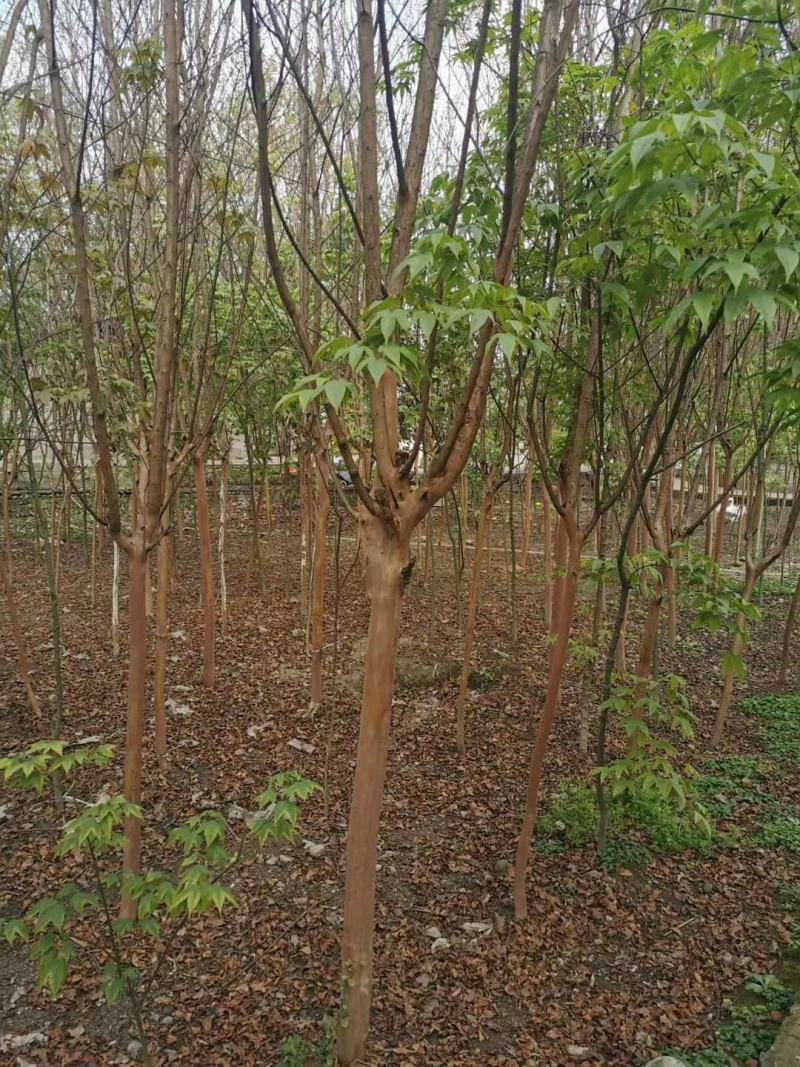 四川大红紫薇树，自己苗圃。