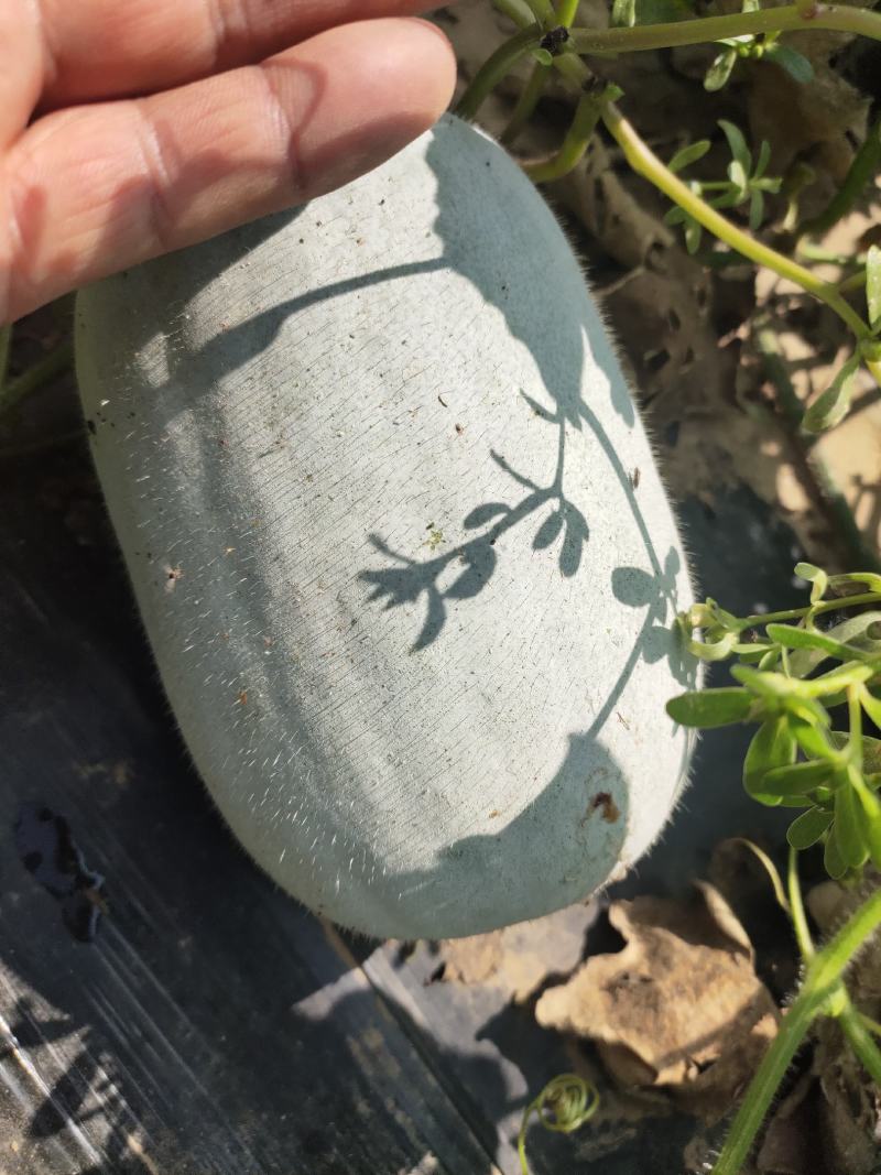 白皮冬瓜，芭比和粉宝