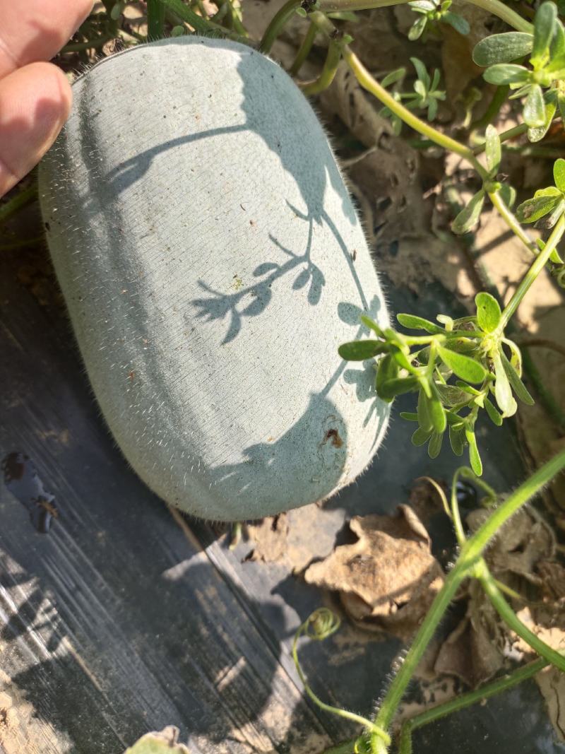 白皮冬瓜，芭比和粉宝