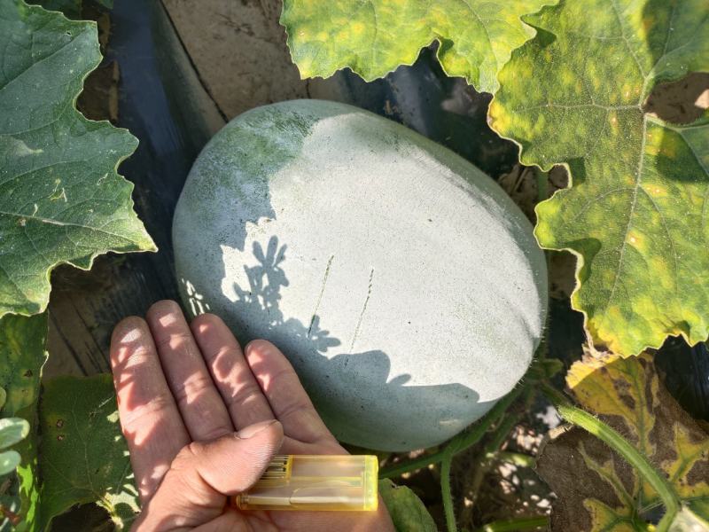 白皮冬瓜，芭比和粉宝