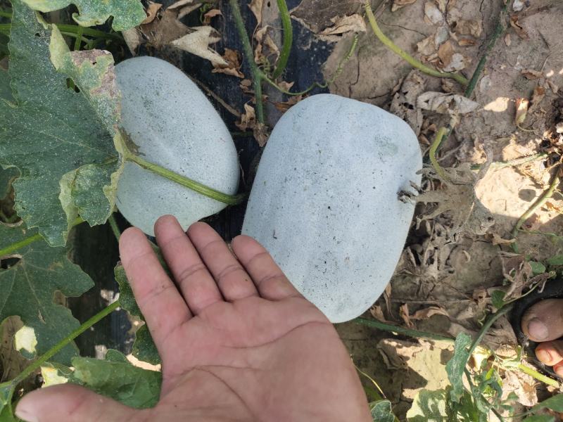白皮冬瓜，芭比和粉宝