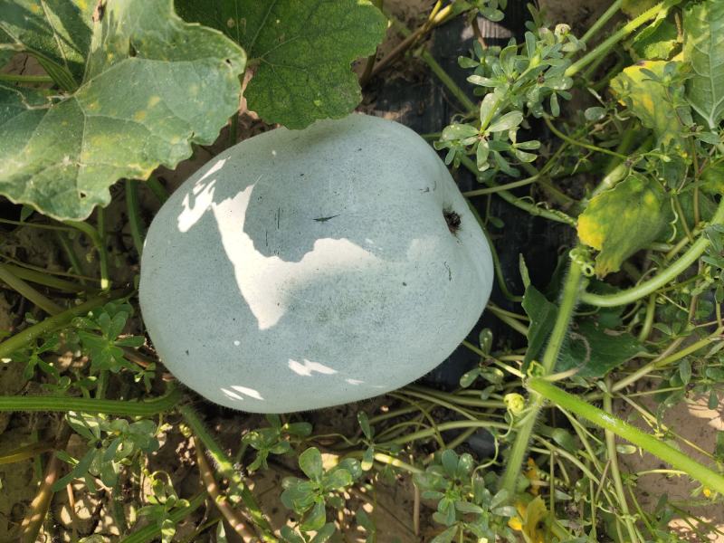 白皮冬瓜，芭比和粉宝