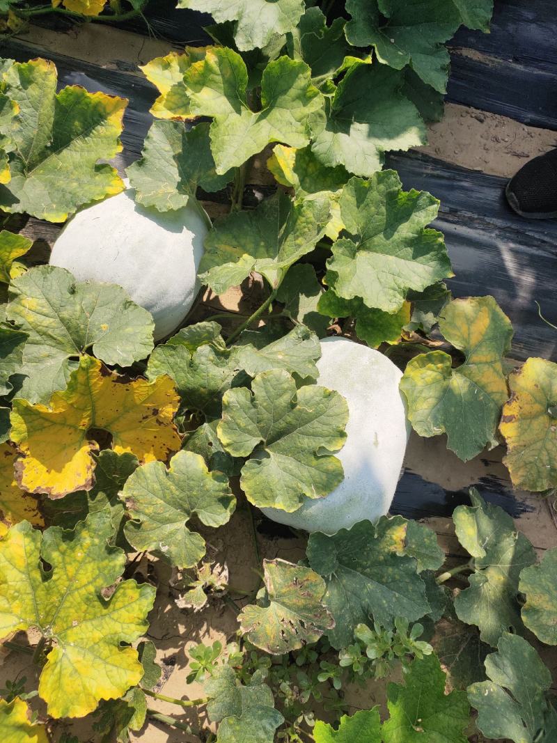 白皮冬瓜，芭比和粉宝