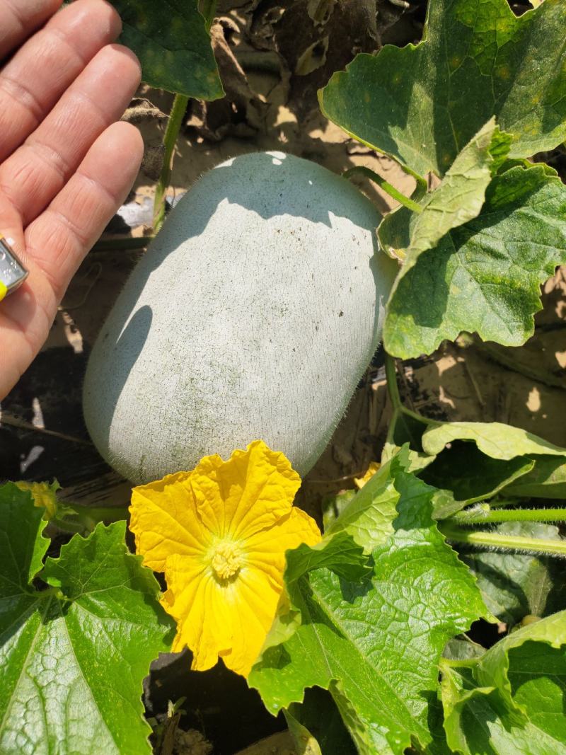 白皮冬瓜，芭比和粉宝