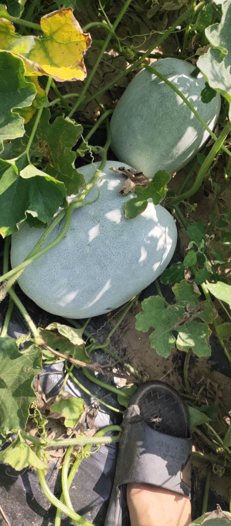 白皮冬瓜，芭比和粉宝