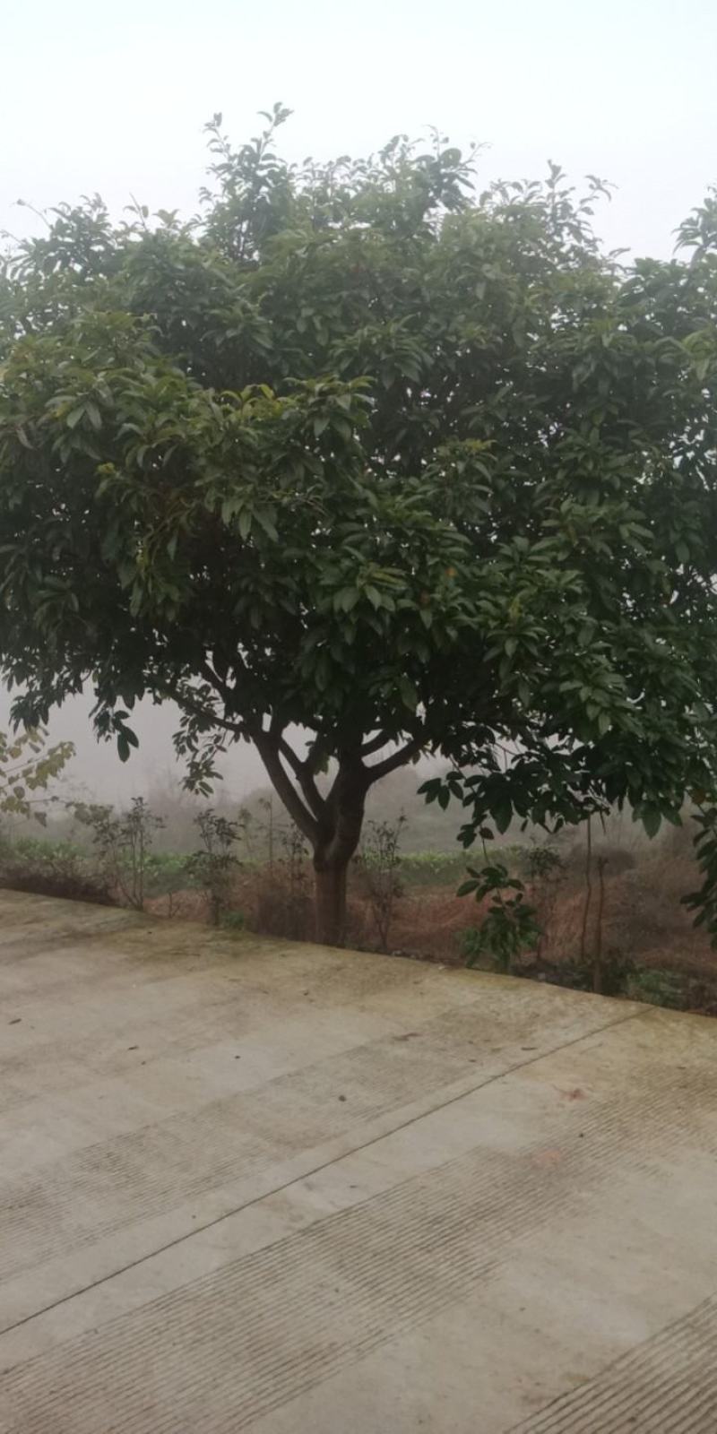 绿化工程用苗，各规格的黄葛树