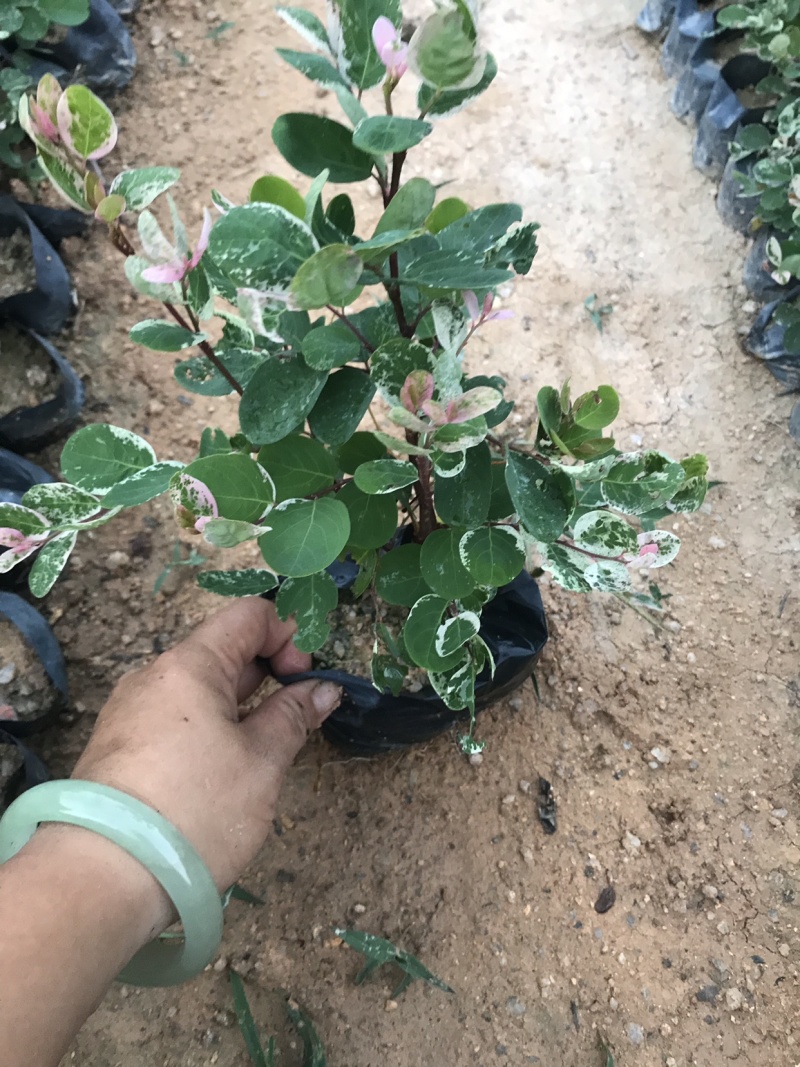 雪花木白雪公主雪花木