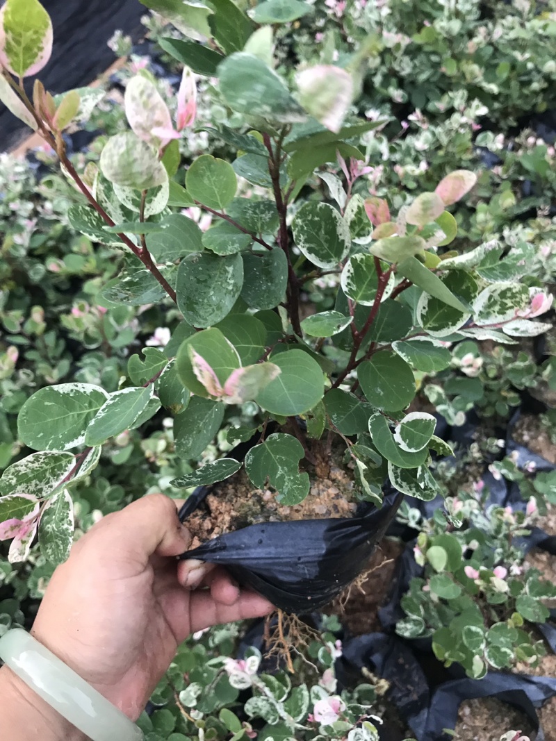 雪花木白雪公主雪花木